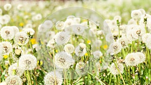 White fluffy dandelions, natural green blurred spring background, selective focu