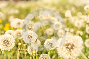 White fluffy dandelions, natural green blurred spring background, selective focu