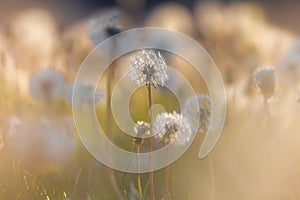 White fluffy dandelions, natural green blurred spring background, selective focus