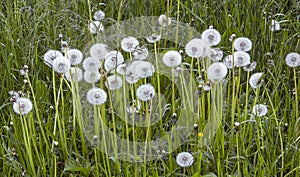 White fluffy dandelions, natural green spring background,