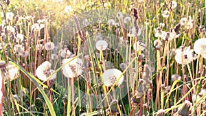 White fluffy dandelions in the rays of the setting sun close-up. Atmospheric photo of a country field with herbs and wild flowers