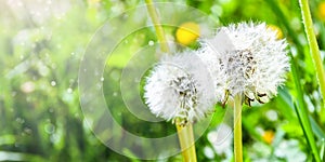 White fluffy dandelions in the tall green grass, Withered dandelion close range on a green background
