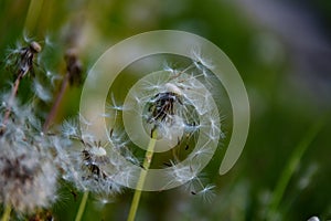 White fluffy dandelions on a warm day against the backdrop of green plants