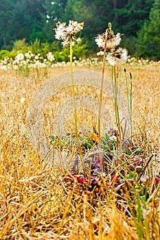 white fluffy dandilions growing out of dead grass