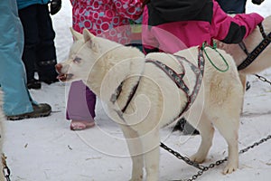 White fluffy dog in a harness grins teeth stands on the snow in the winter against the background of people