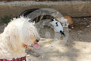 a white fluffy dog looks at a cat