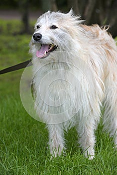 white fluffy dog metis