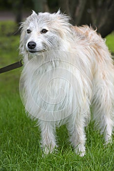 white fluffy dog metis