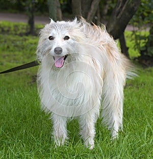 white fluffy dog metis