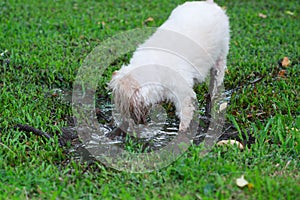 White fluffy dog play in muddy in garden.