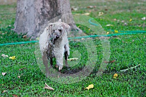 White fluffy dog play in muddy in garden.