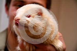 White fluffy domestic ferret in woman hands, close-up