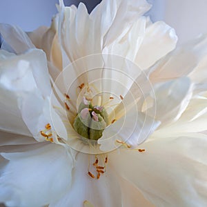 White fluffy fading peony, romantic decadence concept.