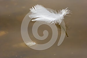 White fluffy feather floats on brownish water . Repeller effect of a greasy bird\'s feather in a wet environment .