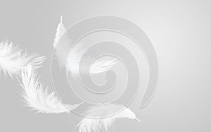 White Fluffy Feathers Floating in the Air. Swan Feathers Flying in Heavenly. Softness Gray and White Tone Stlye