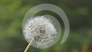 White fluffy flower dandelion in the summer