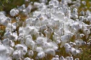 White fluffy flowers