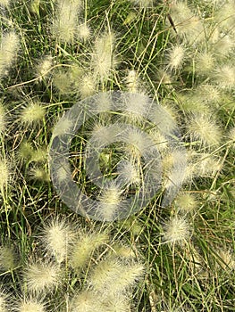 White Fluffy Flowers on Feathery Plants