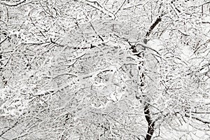 White fluffy freshly fallen snow on the black branches