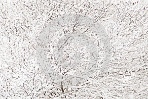 White fluffy freshly fallen snow on the black branches