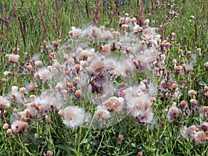 White fluffy fuzz meadow thistles