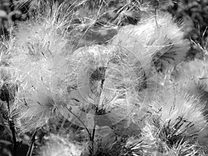 White fluffy fuzz meadow thistles on a black and white photo