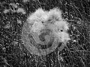 White fluffy fuzz meadow thistles on a black and white photo