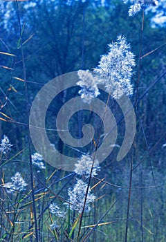 WHITE FLUFFY GRASS PLUME IN SUNLIGHT