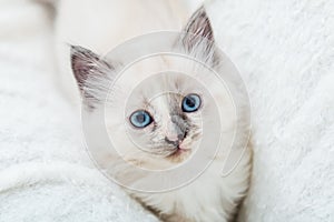 White fluffy kitten lies on couch. Playful cat with blue eyes is resting on soft white blanket at home alone. Happy Kitten baby