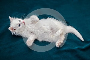 White fluffy kitten is lying on the back