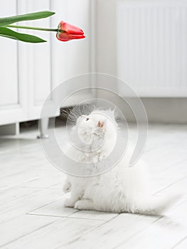 White fluffy kitten is played with a tulip flower