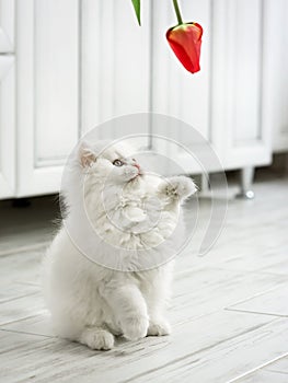 White fluffy kitten is played with a tulip flower