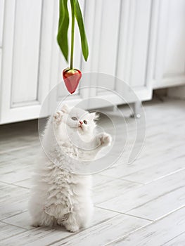 White fluffy kitten is played with a tulip flower