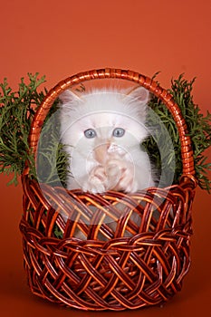 White fluffy kitten plays with a tail in a basket