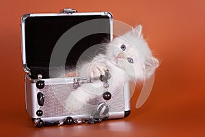White fluffy kitten sitting in a box