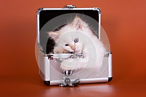 White fluffy kitten sitting in a box
