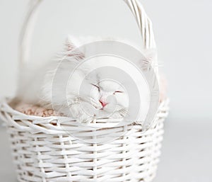 White fluffy kitten sleeping in a wicker basket close up