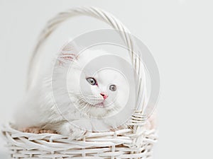 White fluffy kitten in a wicker basket close up