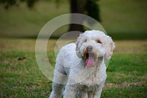 White fluffy labradoodle standing at the park