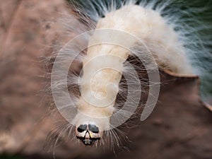 White fluffy laugher caterpillar