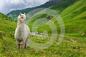 A white fluffy llama stands high in the mountains and looks down on the valley