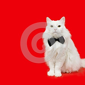 a white fluffy Maine Coon cat, sitting face forward in a black bow tie, on a red background, with a heart. I look