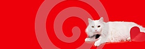 a white fluffy Maine Coon cat, sitting face forward in a black bow tie, on a red background, with a heart. I look