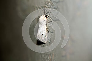White fluffy moth. Insect flying butterfly Macro