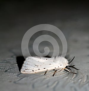 White fluffy moth. Insect flying butterfly Macro