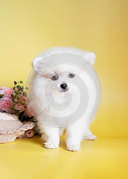 White fluffy pomeranian puppy on a yellow background next to pink flowers