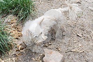 White fluffy pretty of Maltese lapdog stay running on a green lawn