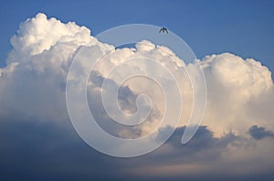 White fluffy puffy cumulus clouds on the blue sky with a silhouette of a flying bird