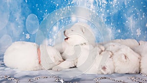 White fluffy puppies. White fluffy small Samoyed puppies dogs are sleeping on blue background
