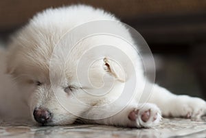 White Fluffy Puppy is sleeping